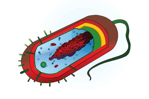 imagen-organismo-unicelular